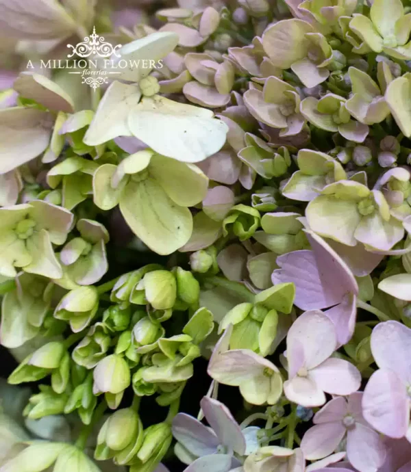 arreglo-floral-lammcome-hortensia