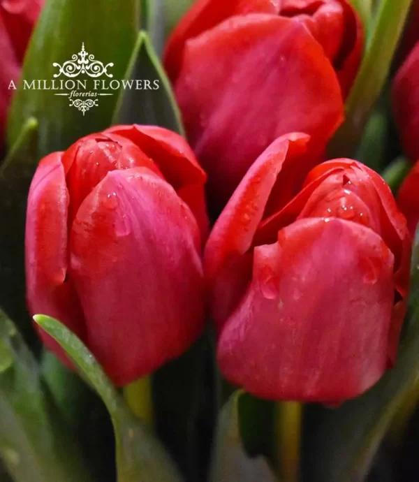 arreglo-floral-holland-tulipanes