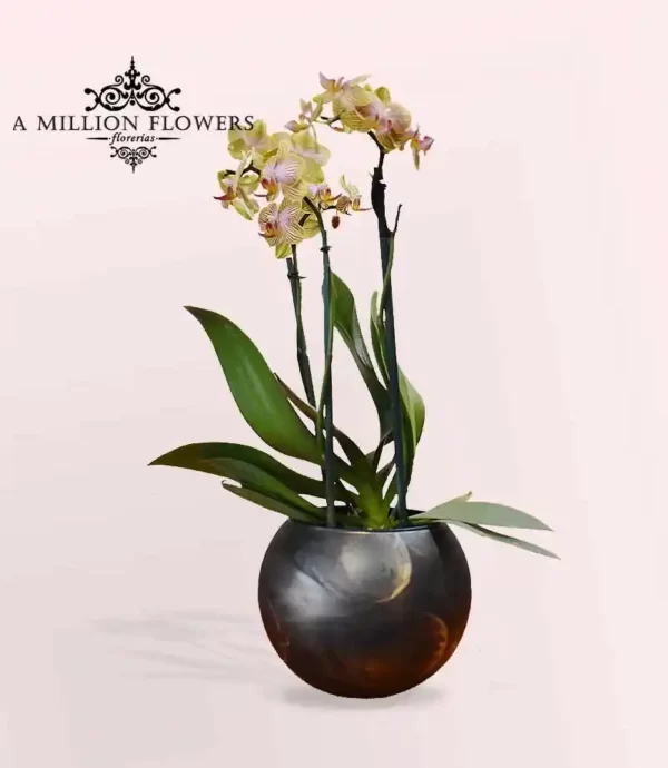 orquidea-phalaenopsis-amarilla-rayada