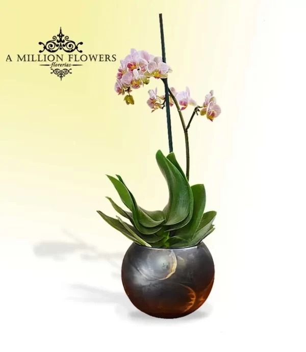 orquidea-phalaenopsis-blanca-rayada