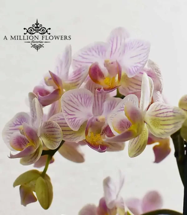 orquidea-phalaenopsis-blanca-rayada-flor